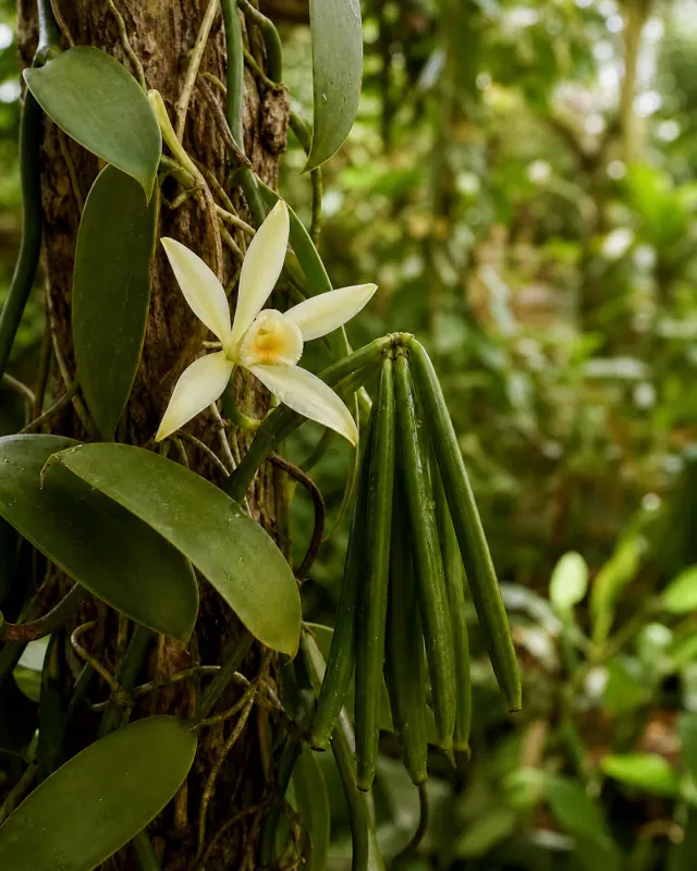 Vaniglia Bourbon del Madagascar
