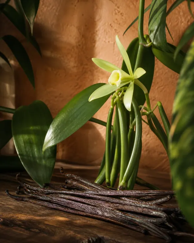 Fleur, capsules vertes et gousses préparées de vanille Bourbon Vanilla planifolia