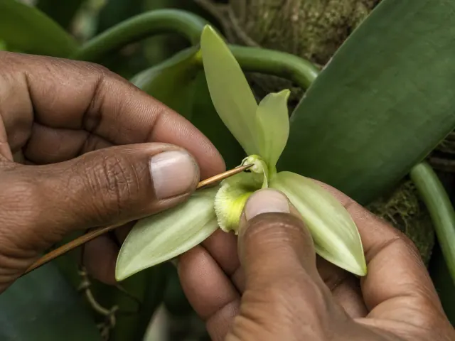 Impollinazione manuale di un fiore di vaniglia