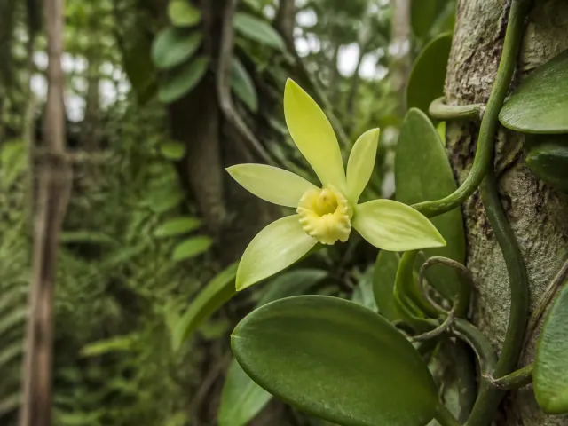 Fiore aperto di Vanilla planifolia sulla liana
