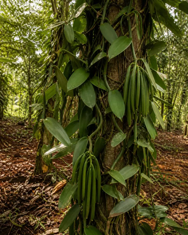 Liane robuste de vanillier Tsitaitra cultivée sur un arbre tuteur
